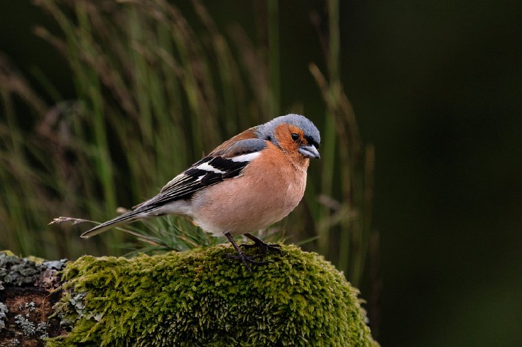 092 Glencoe, vink.jpg